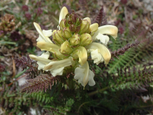 Pedicularis comosa / Pedicolare chiomosa